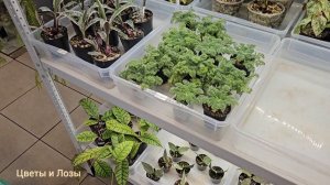 GREENRARE 14-15марта🔥