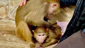 ЭТО СЛУЧИЛОСЬ! Анфиса вливается в стаю гамадрил😂😂😂