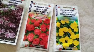 Завтрак Овсяной.
Опять купила Семена.. немного !