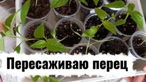 Первая пересадка перца. 14.03.2026