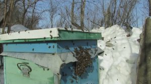 ПЕРВЫЙ ОБЛЕТ ПЧЕЛ 2026