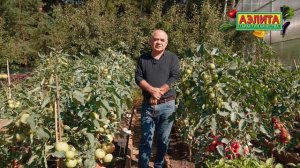 Томат БИФ КИНГ F1 в ОТКРЫТОМ ГРУНТЕ