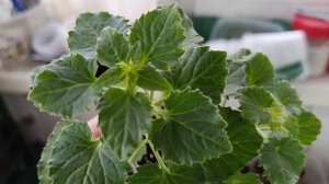 Какие веточки кампанулы лучше подходят для укоренения .