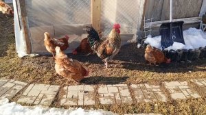 Весне дорогу🤗 принимаем витамин Д 🌞 тюльпаны торопятся🌷🌷🌷