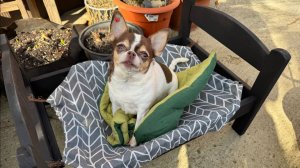 Обновила кроватки своим хвостикам, им очень даже понравилось.