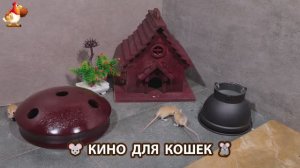 Видео для кошек про крысок развлекать питомцев 🐭🐀😂 (484)