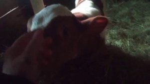 ЧТО ХОТЕЛИ,ТО И ПОЛУЧИЛИ// Как живут в деревне//