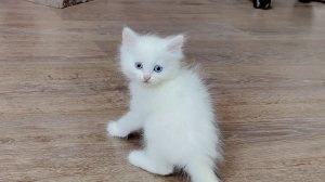 Мама-кошка и её котята. Котёнок Микки укусил старшего котёнка.