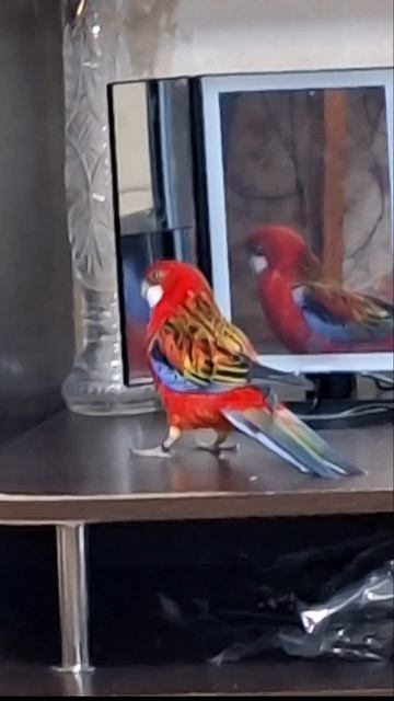 Проверяет на безопасность