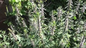 Первые всходы пустырника на рассаду