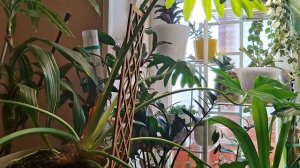 Последний обзор растений