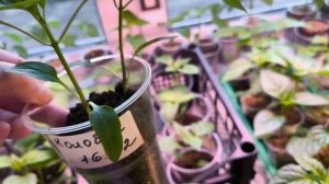 Сею помидоры 🍅🍅🍅