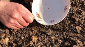 Весной мешает старая мульча Что делать с мульчей перед посадкой