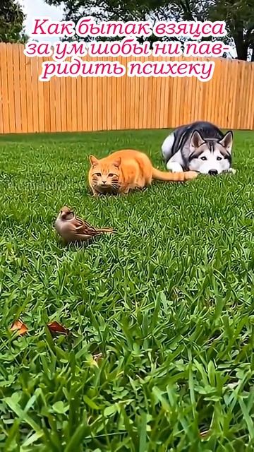 Смишныи котеки 🐱