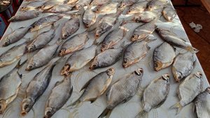 ЛУЧШИЙ МОНТАЖ НА САЗАНА! 20 КГ РЫБЫ В ПОДАРОК! СТРИМ КЛЁВОГО КРАЯ.