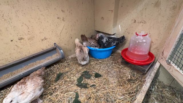 15 марта. Рассадил цыплят.