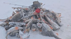 Высадил все аккумуляторы пока искал рыбу и на крайней лунки меня ждал окунёвый лифт.