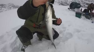 не совсем обычная рыбалка на КАЛЬМАРА.поймал хорошие экземпляры