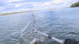 Взял его из под коряги.