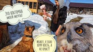 Пёс Кубик и косточка мечты, сова Ёль вредничает в ямке. Очень весенний день и первые цветы марта