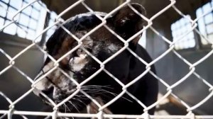 Черная пантера.