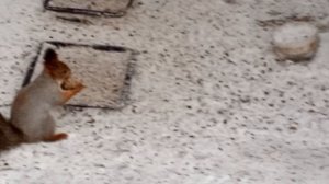 очередное снежное весеннее утро