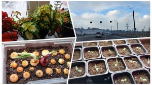 Метель💨 Рассада🌱Хлебушек🍞и....Поехали!!!