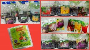 Рассадная история-посадка  семян перцев и баклажан!