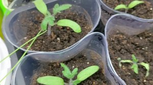 Как поживает моя рассада томатов