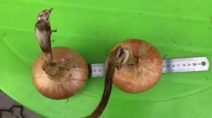 Вырастить КРУПНЫЙ ЛУК, какой севок выбрать ПОДГОТОВКА севка к посадке