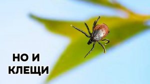 Меры профилактики клещевого вирусного энцефалита