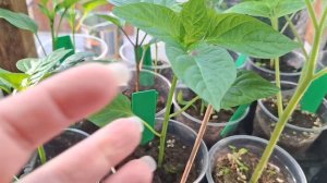 Обзор перцев на обрезку!!!Обзор лука и цветов на сезон 2026 год!!!