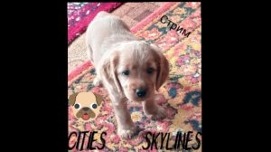 Стрим по Cities: Skylines