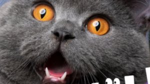 Кото Шоу  1 сезон