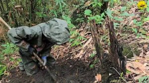 Самые опасные пчёлы.