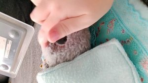 мой мультик басик и компания 1 сезон 1 серия (заболели)