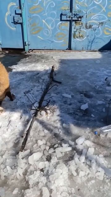 🌿 Наш турецкий кангал Камал 🍀 дома 🏠❗Пост в описании 🎥 #собака #кангал #любовь #счастье #