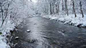 Шум зимнего леса с рекой