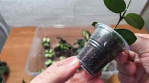 Результат укоренения хой через 2 недели, проверяю контейнеры с черенками.