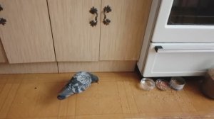Впервые столкнулась с таким случаем! Голубей спасала уже много...
