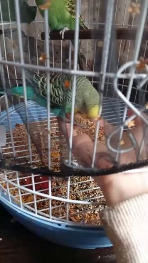 как научить попугая садится на руку