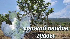 Разравниваем землю, собираем урожай плодов гуавы для продажи на рынке