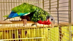 По моему у нас новая незадача,амазон Яша стал странно себя вести после демарша Гоши)))