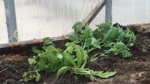 ГАРАНТИЯ БОЛЬШОГО И РАННЕГО УРОЖАЯ ПОМИДОРОВ - ПРАВИЛЬНАЯ ПОСАДКА