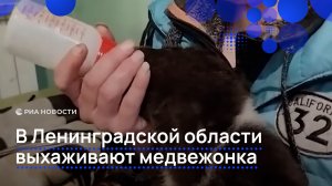 В Ленинградской области выхаживают медвежонка