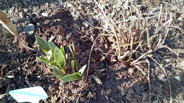 СЕГОДНЯ САД И ОГОРОД.