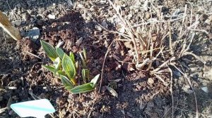 СЕГОДНЯ САД И ОГОРОД.