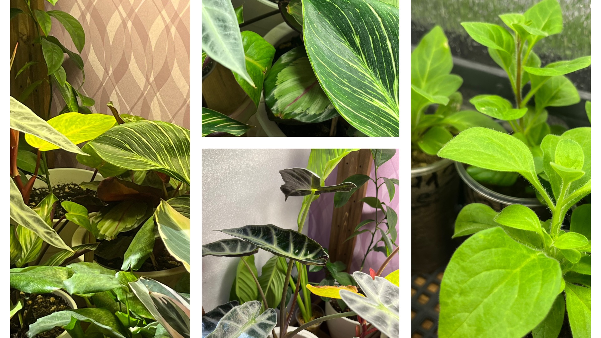 Новые растения в подарок! Алиса начудила!