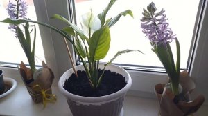 Цветы продолжают нас радовать.