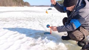 И снова рыбалка на жерлицы. Щука есть, есть щука. Рыбалка на Боровом.